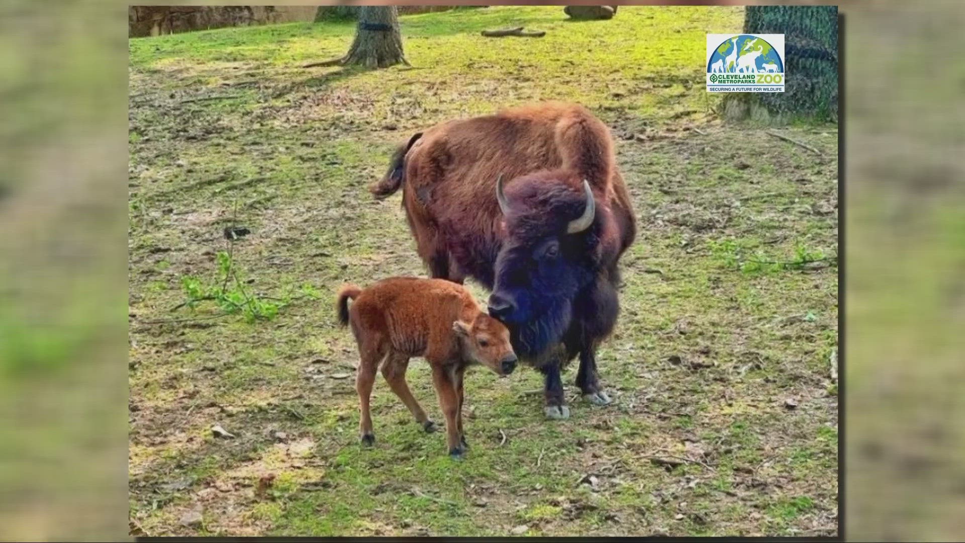 Adorable! The baby bison as standing and nursing within the first 30 minutes after the birth.