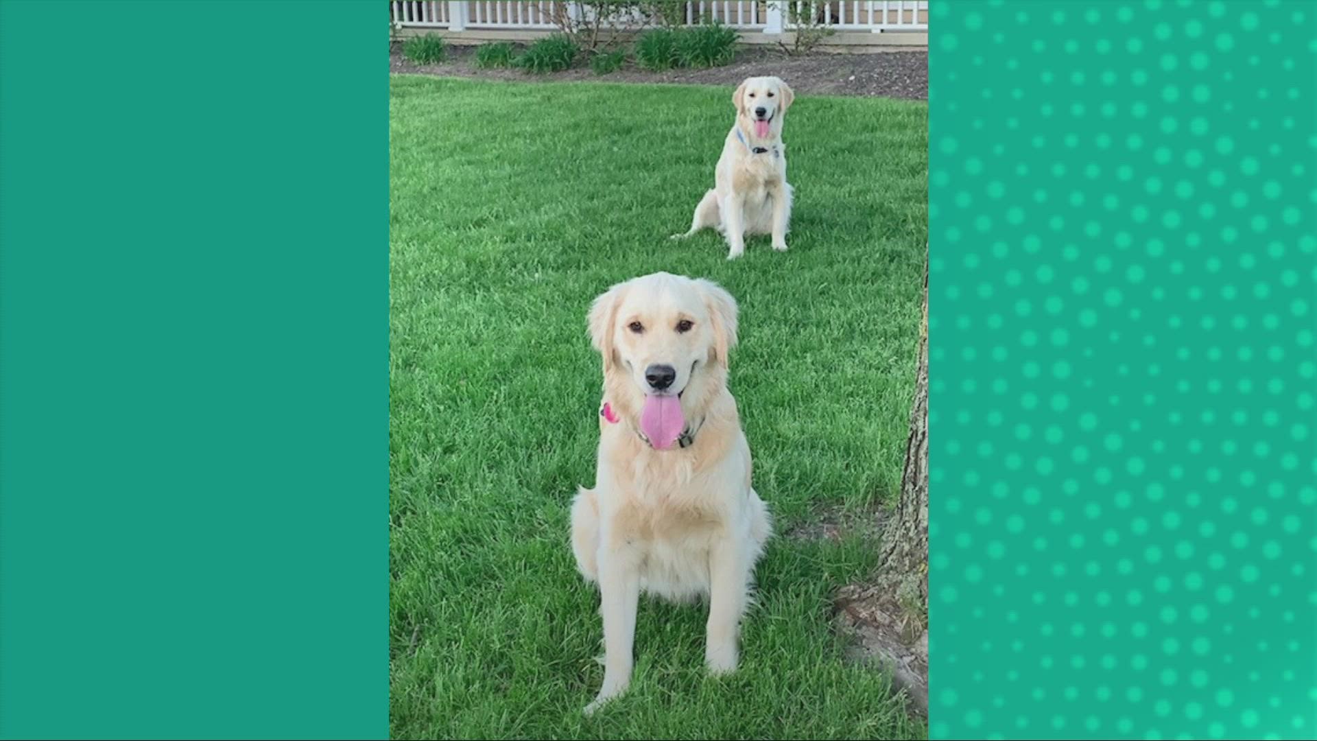 Doggone Weather: Oakley & Cooper 