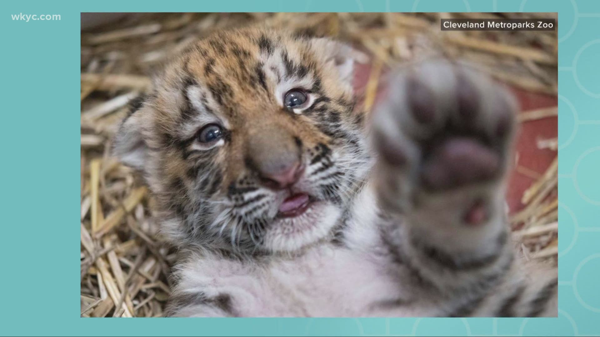 Jan. 29, 2021: The Cleveland Metroparks Zoo has announced the birth of two Amur tiger cubs.