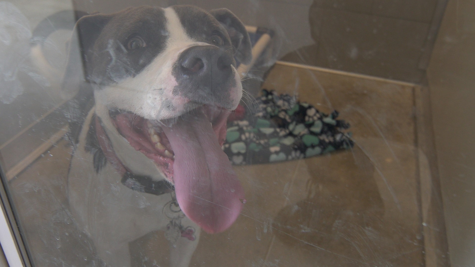 FIRST LOOK City of Cleveland opens new kennel