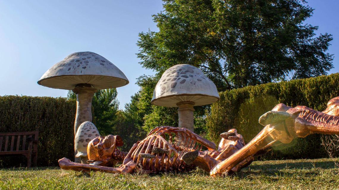 Skeleton Grove returns to Holden Arboretum this Halloween season with ...