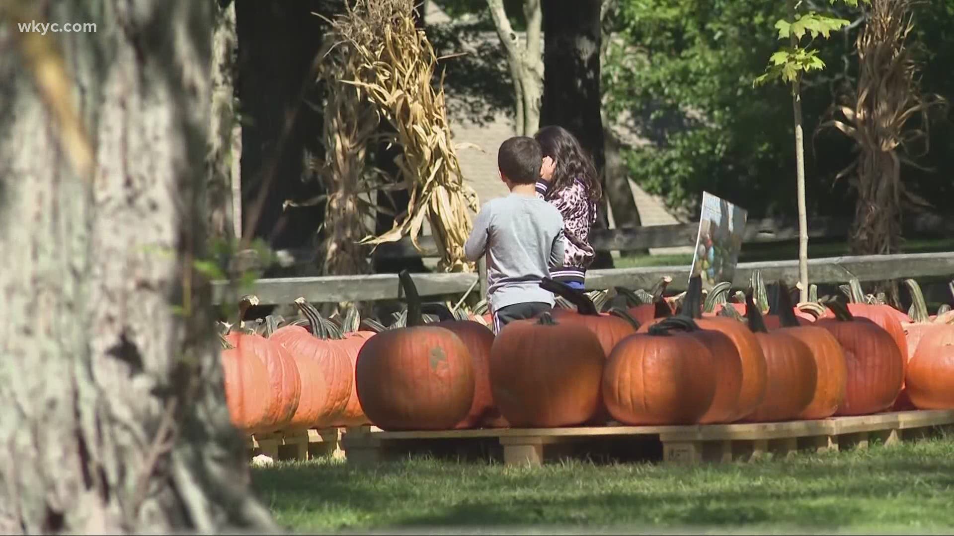 Oct. 9, 2020: Looking for some fall fun this weekend? 3News' Danielle Wiggins has a guide of things you can do with the whole family during this gorgeous weather.