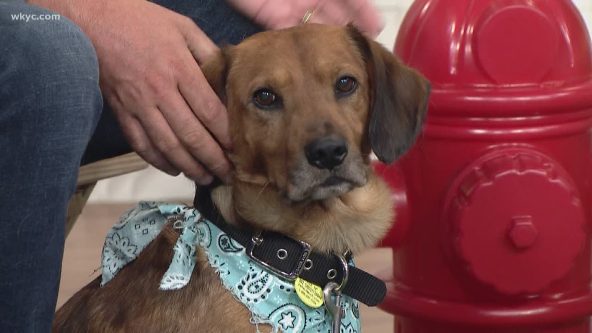 No need to test drive this Chevy, he's available for adoption. You can visit Chevy at Friendship APL. #Cleartheshelters