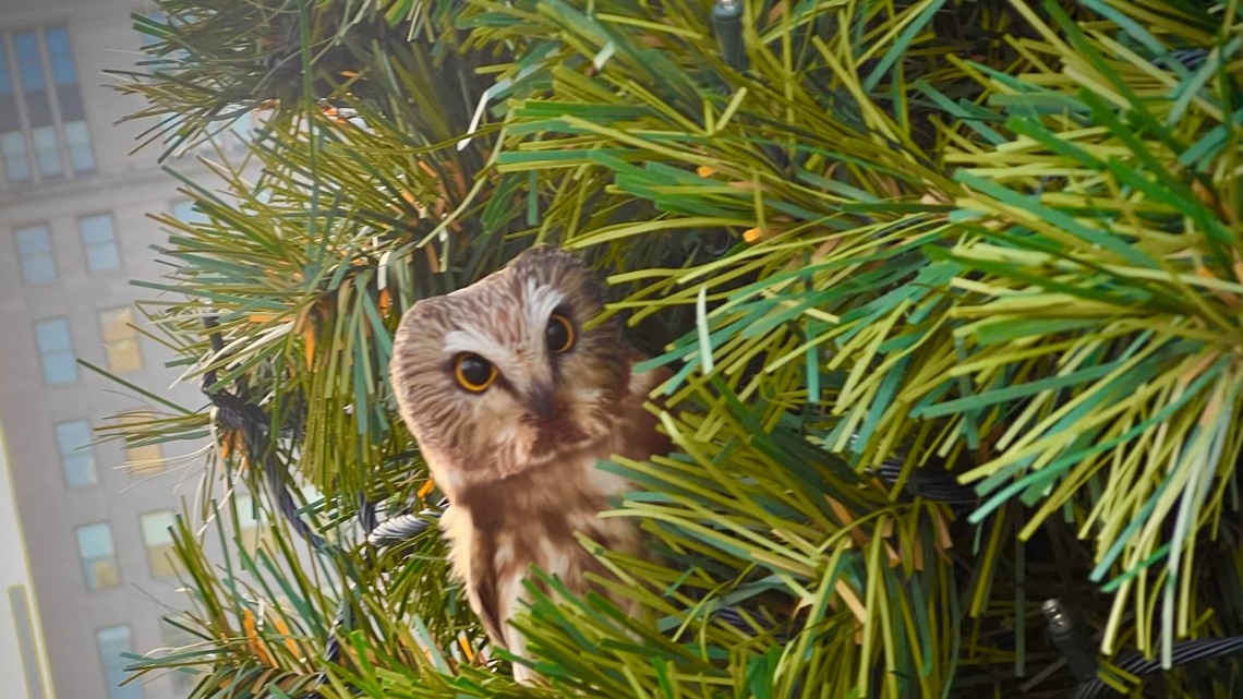 owl-found-inside-public-square-christmas-tree-wkyc