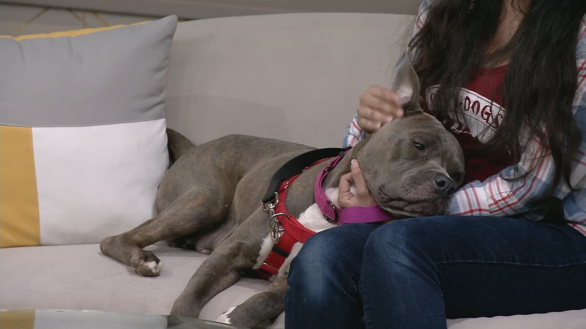 Kierra sits down with Stephanie Super, Manager for Cleveland Animal Care and Control, and Leila, a senior dog looking for a new home.