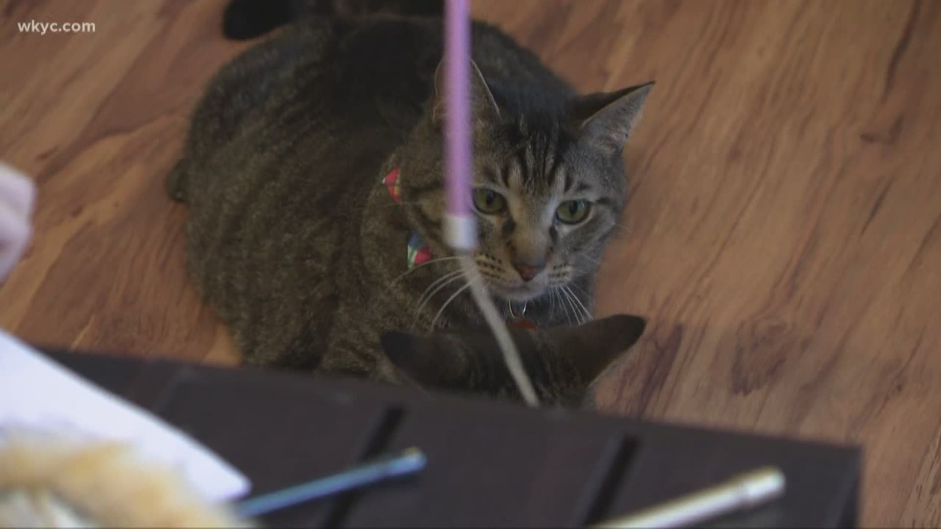 Jan. 3, 2019: There's a new place in Cleveland for all you cat lovers. WKYC's Jasmine Monroe gives us a tour of the new affoGATO Cat Cafe.