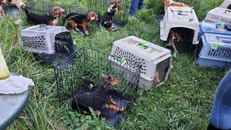 3 dogs found dead, 25 severely neglected in Ashland County home; Rescued dogs in care of Humane Society of Ashland County