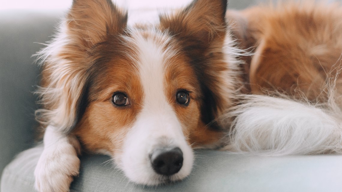 How to find the right care for your pets when going on vacation - Vimarsana News