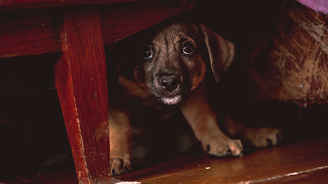 How to help pets scared of fireworks during the 4th of July - Vimarsana News