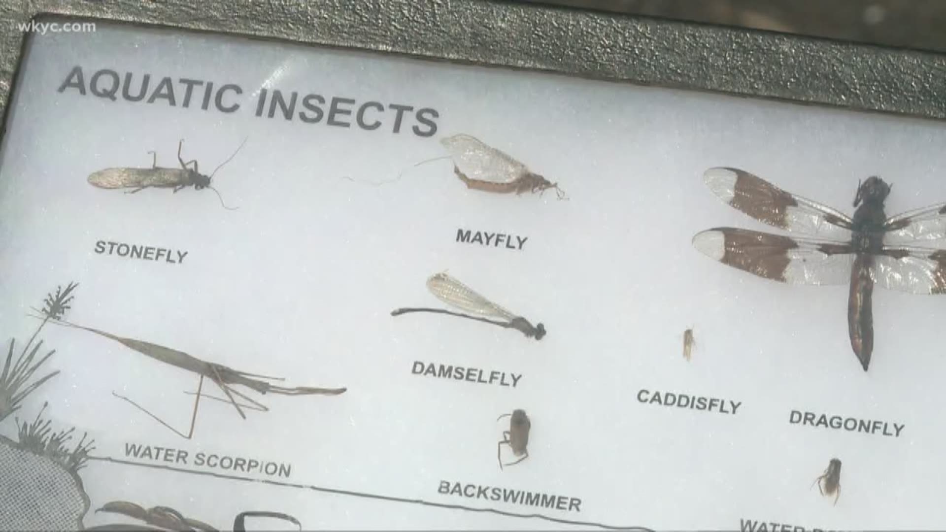 Mayflies will soon invade Northeast Ohio