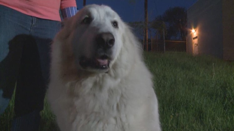 How to keep you and your pets safe from ticks: Ready Pet GO!
