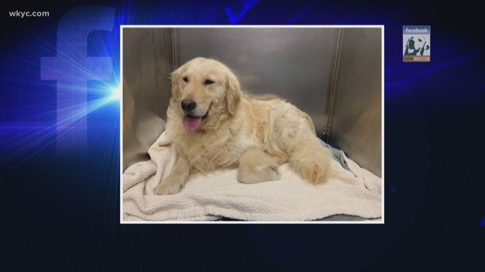 Cleveland Based Rescue In Need Of Foster Homes For Golden Retrievers Wkyc Com