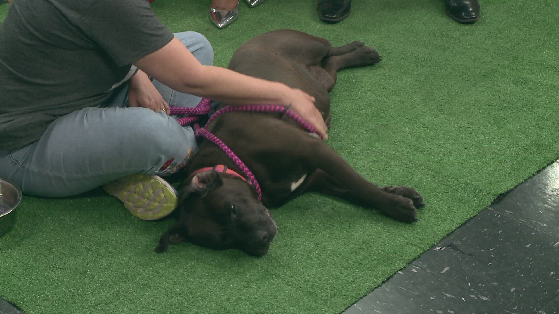 Dorothy loves belly scratches, is great with kids and is available to adopt through the Wayne County Dog Shelter