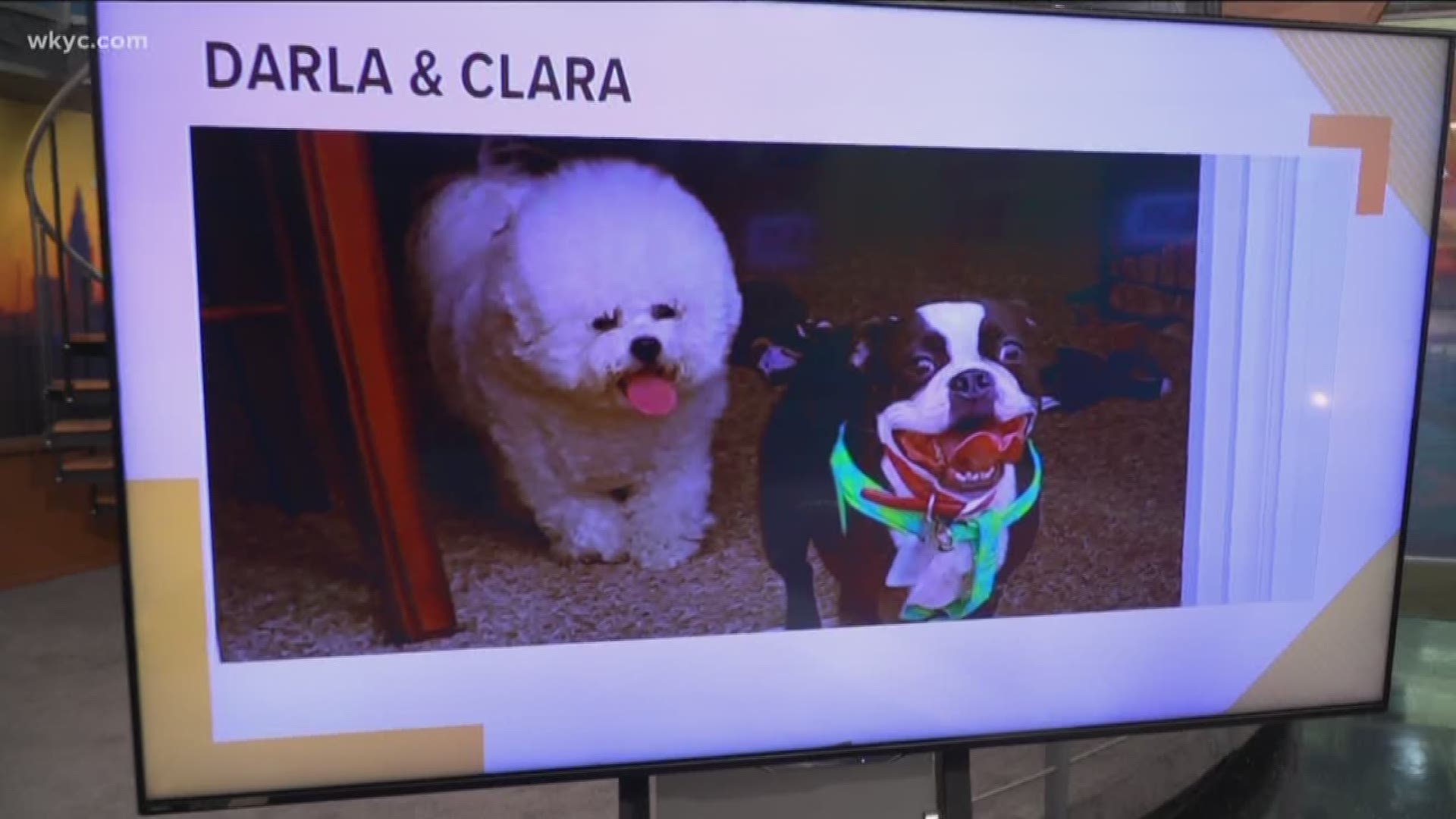 Doggone Weather: Darla & Clara