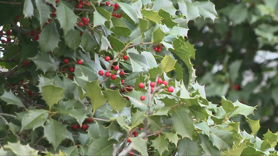 Northeast Ohio community is home to America's largest holly tree wholesaler