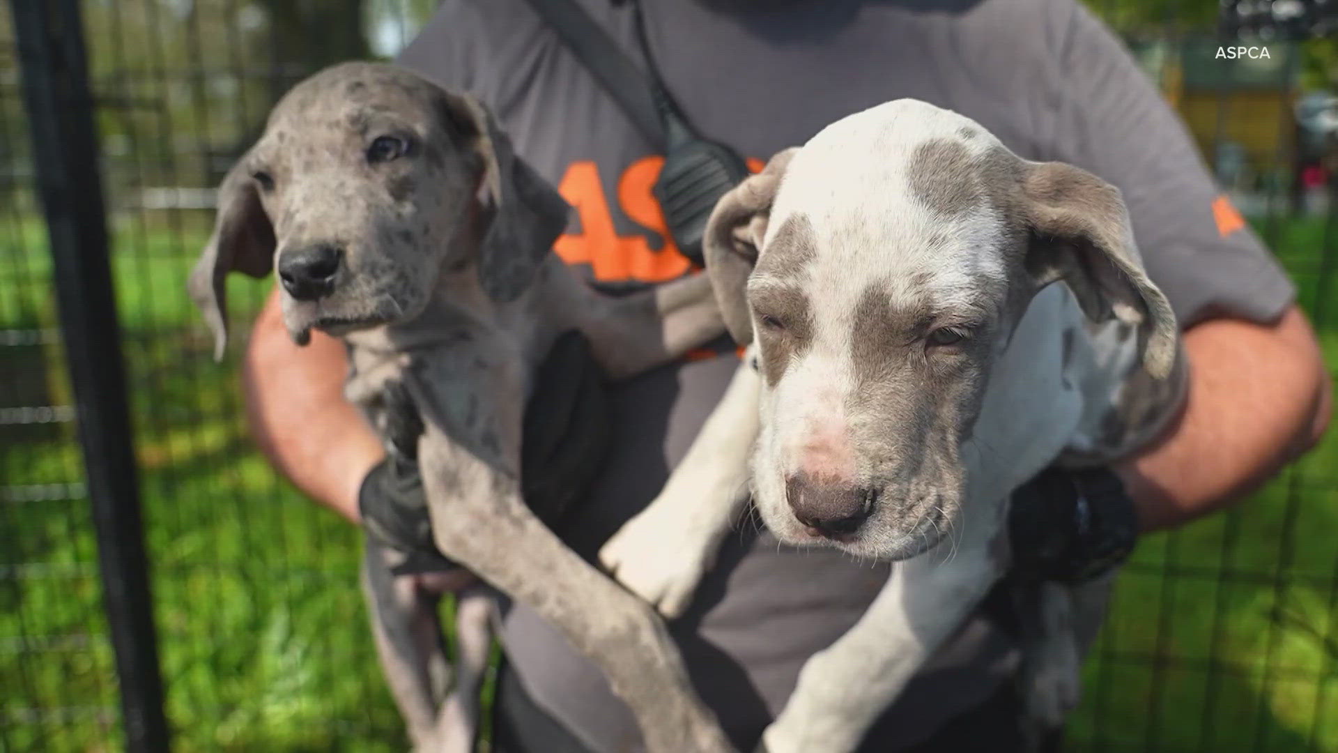 Drax, a rescued Great Dane, finds a loving home after overcoming past trauma with ASPCA's help.