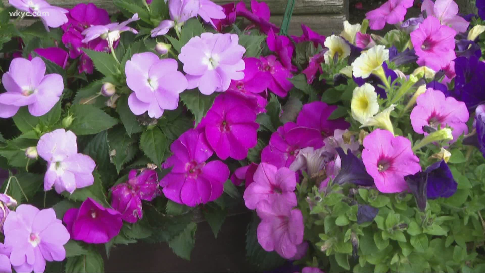 The experts at Breezewood Gardens share their advice on how to make your yard a bit more appealing this year.