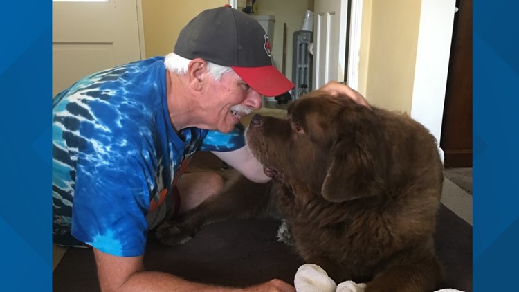 Photos of dogs wearing baseball gear on National Dog Day