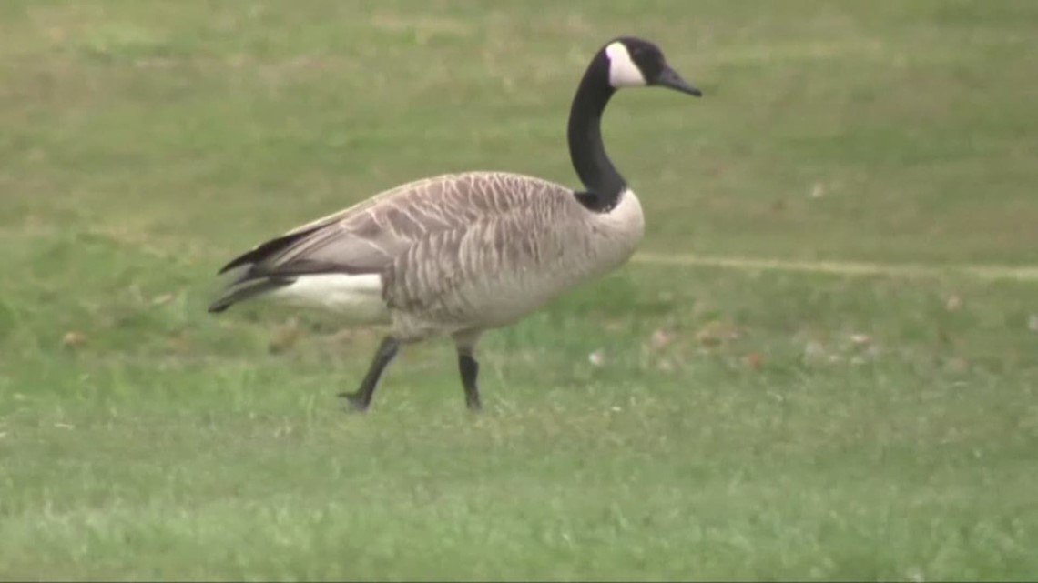 how-to-handle-aggressive-canadian-geese-wkyc