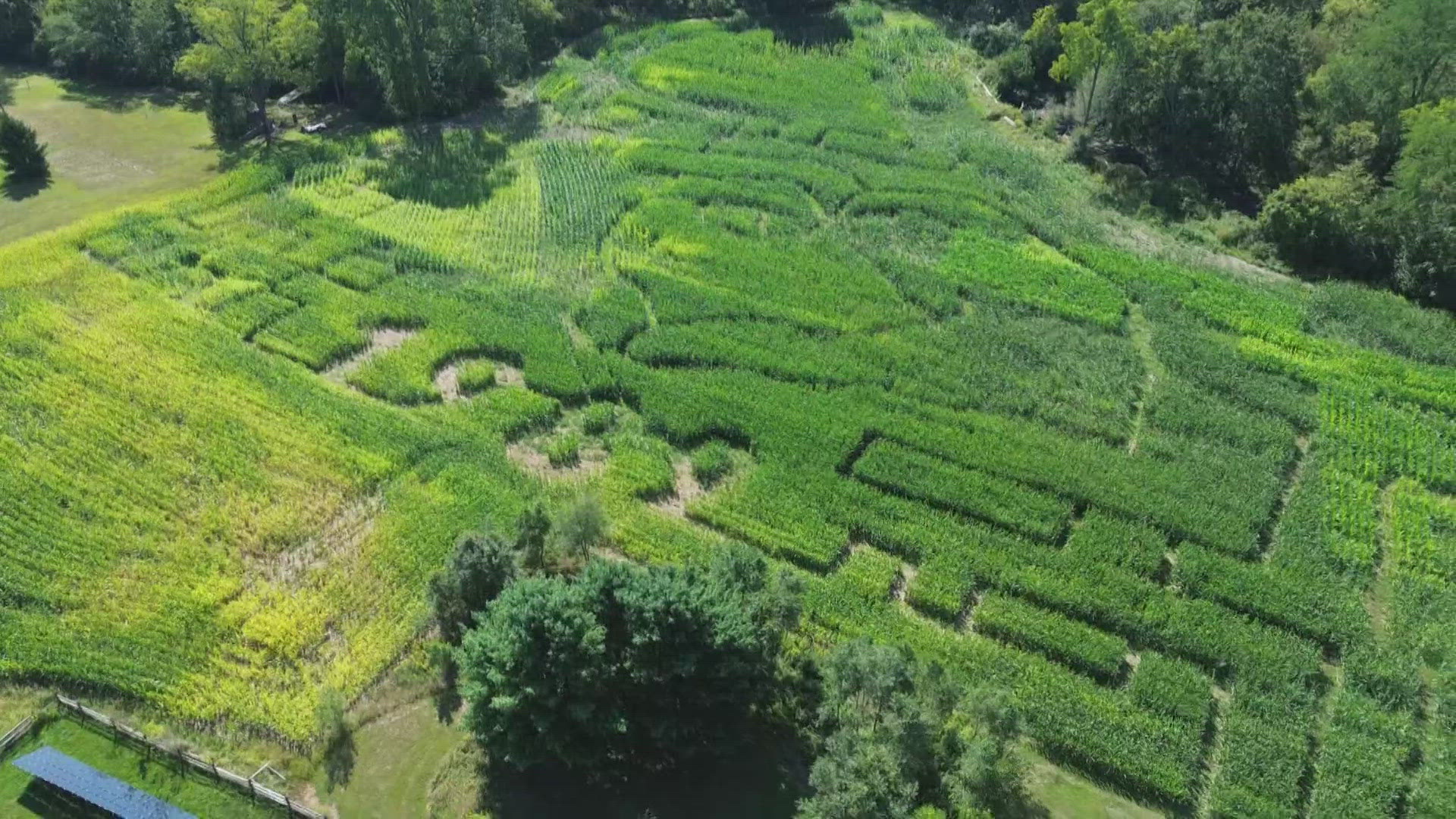 Wheeler Farms in Whitehouse, Ohio, 30 minutes southwest of Toledo, is expecting a large turnout for this year's corn maze in honor of pop superstar Taylor Swift.