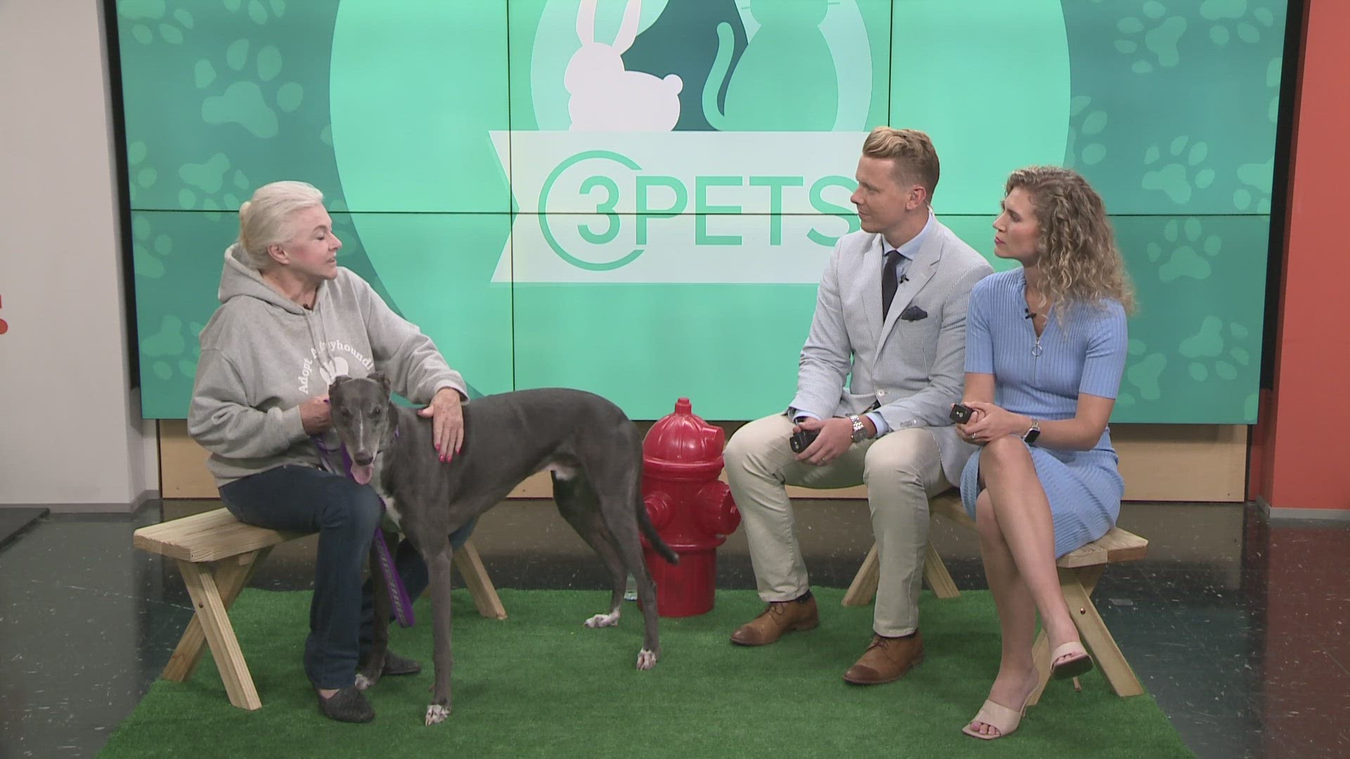 Greyhound Adoption of Ohio, located in Chagrin Falls, visited 3News with Lord who is up for adoption