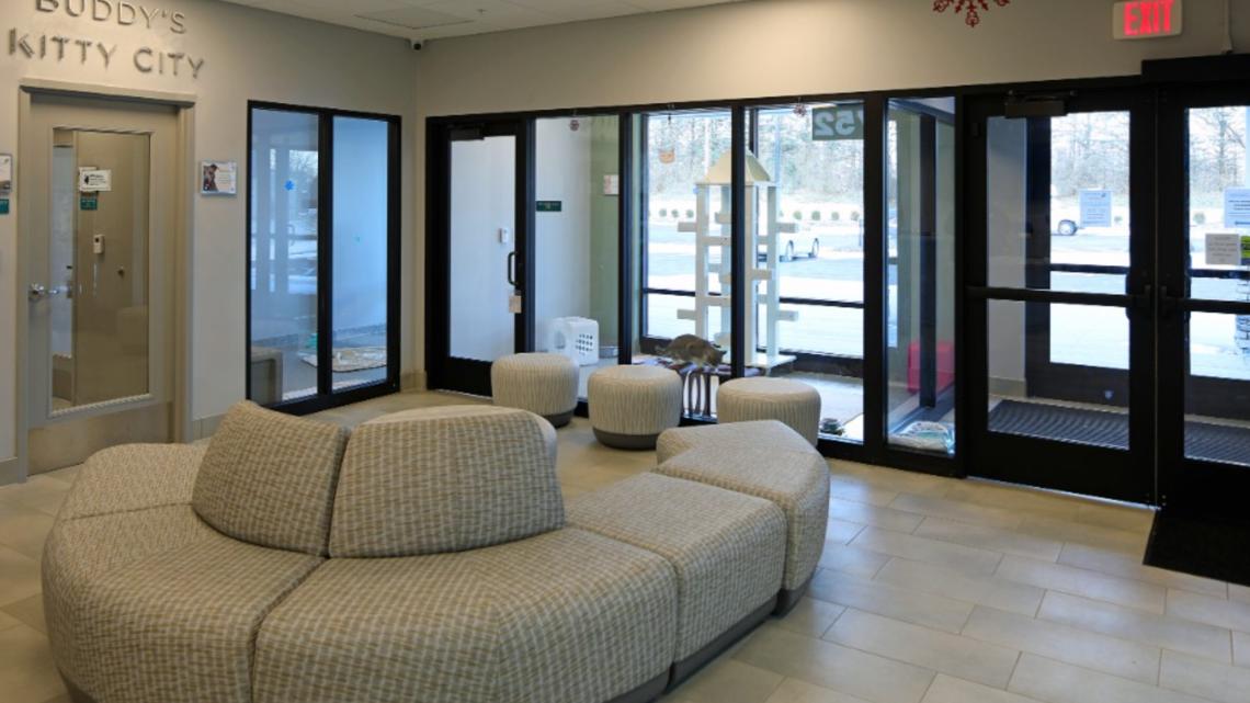 How modern shelter design is helping pet adoptions in Northeast Ohio: Ready Pet GO!