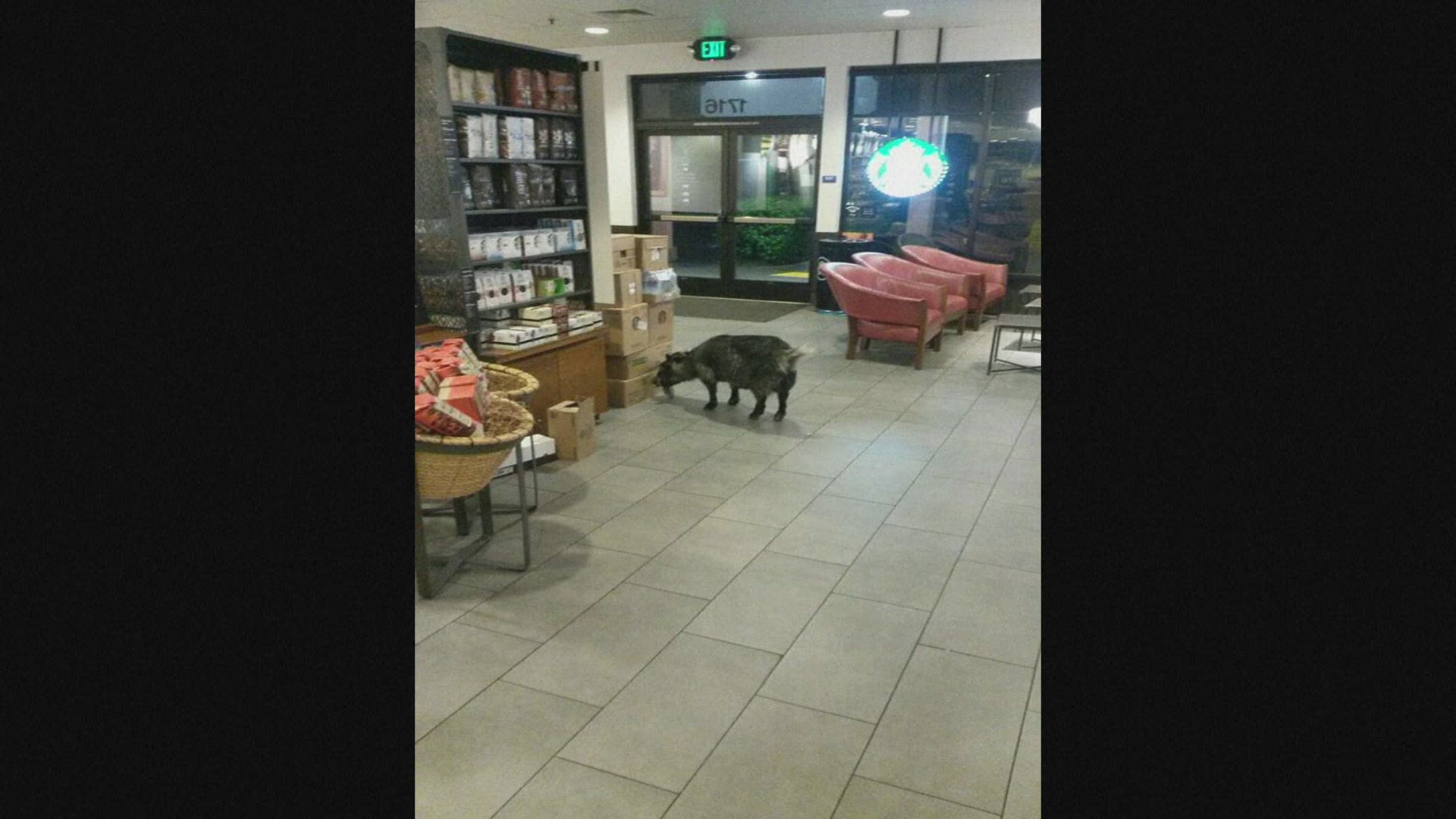 Employees who were opening the Starbucks tried to give the goat a banana, but the animal kept walking into the coffee shop and started chewing on a box.