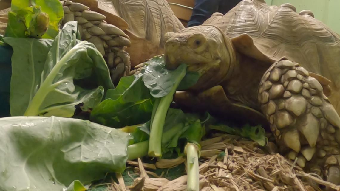 Herps Alive reptile rescue in South Euclid faces rising costs - Vimarsana News
