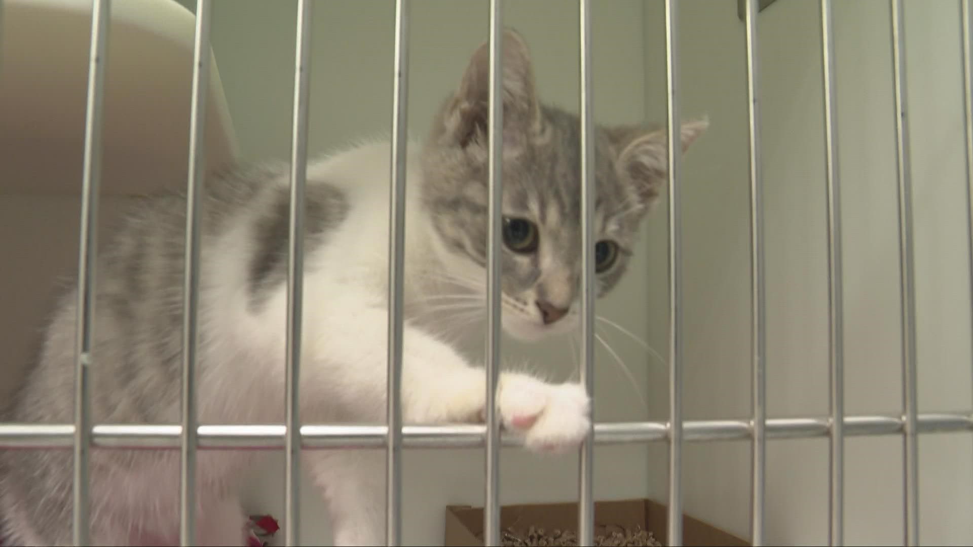 Local animal shelters are taking in more pets in need of homes than people looking to adopt them, leaving the shelters overcrowded. 3News' Isabel Lawrence reports.