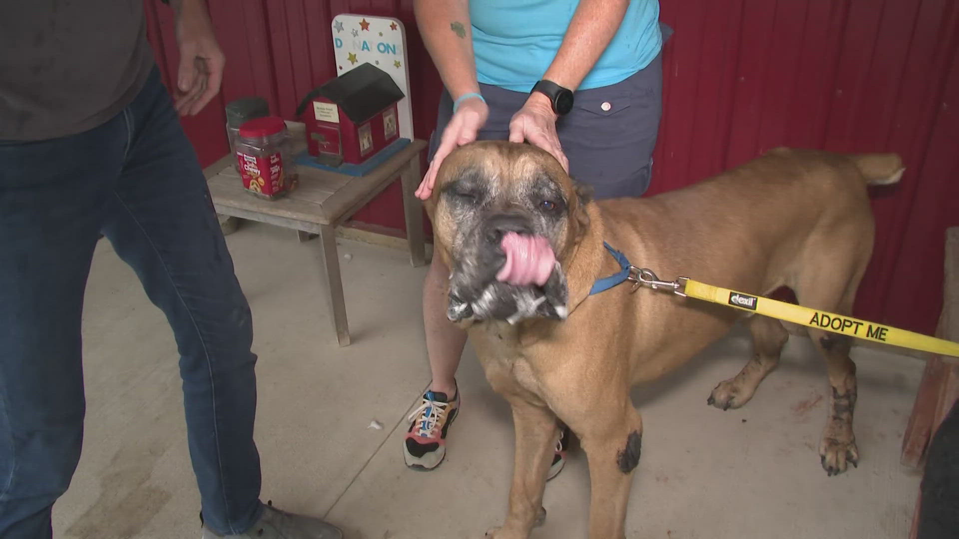 Mike Polk Jr. heads to Grafton to visit Multiple Breed Rescue, an organization that takes in dogs that are abused, neglected or have medical needs.