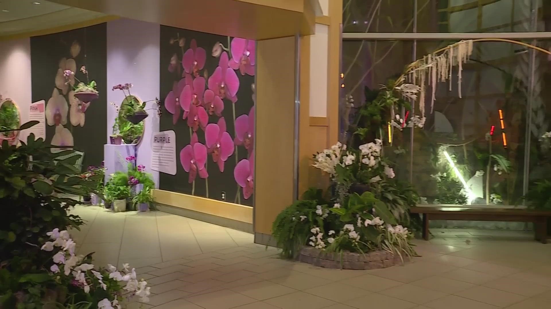 The Cleveland Botanical Garden has over 100 different types of orchids and 3000 flowers at Orchids Forever.
