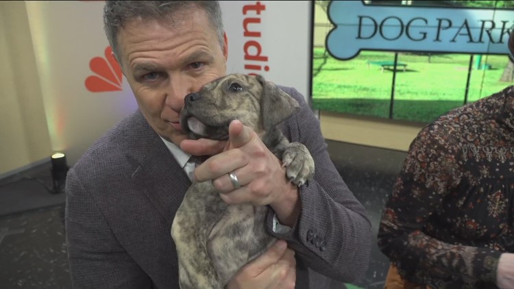 Celebrating National Puppy Day with Friendship APL on 'What's New'