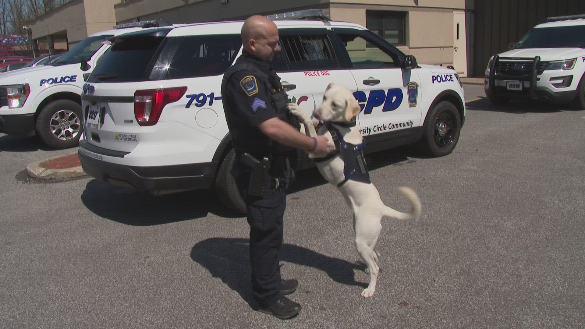 Gracie, the K-9 at University Circle is already making an impact on the police department.