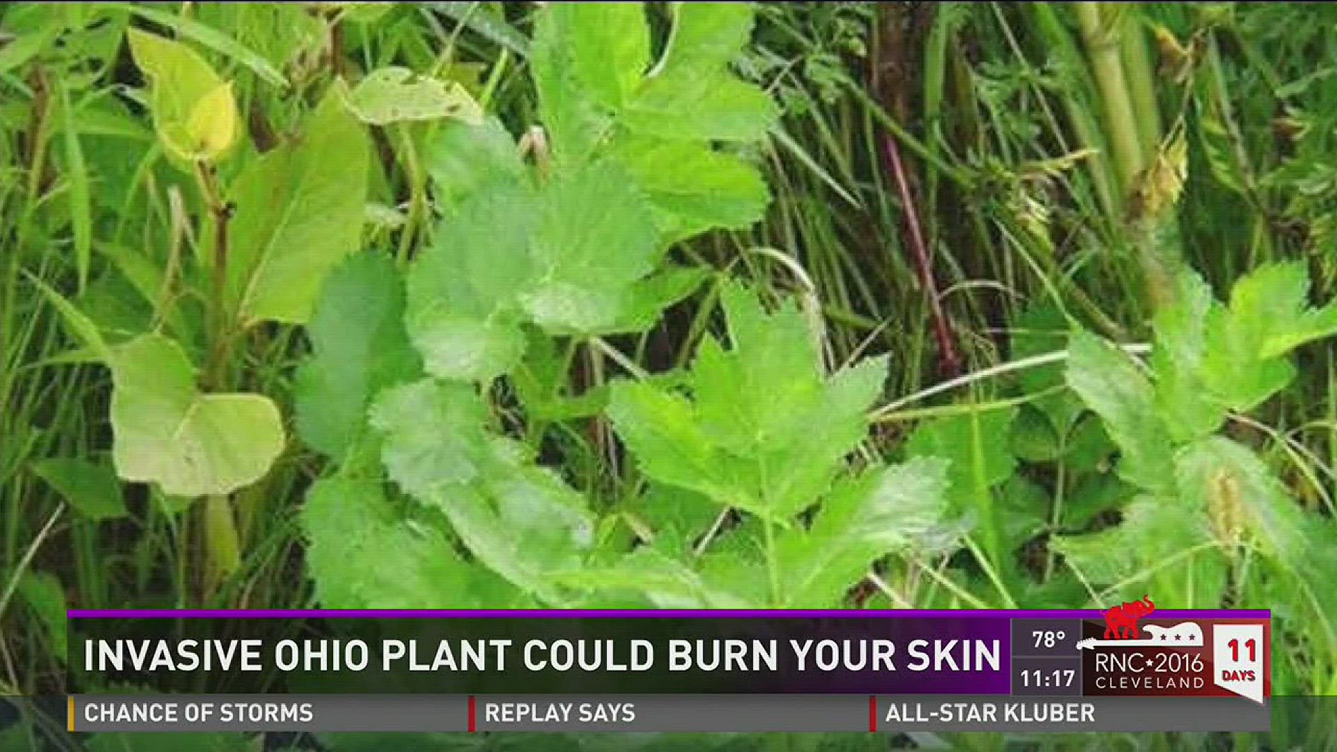 Invasive Ohio plant could burn your skin