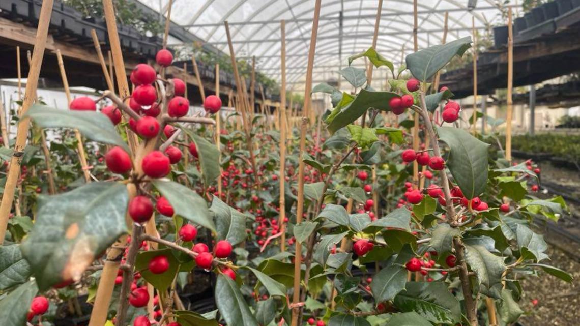 America's largest holly tree wholesaler is in Geneva - Vimarsana News