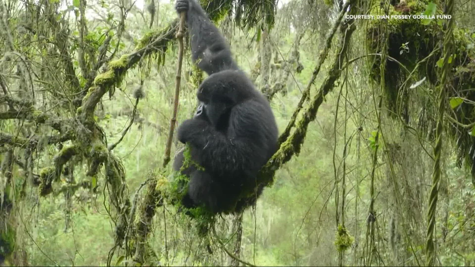 Gorillas are among the 1 million species on Earth that are at risk for extinction.
