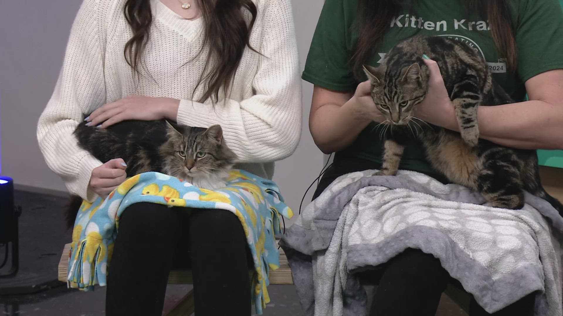 Ready Pet GO! Kitten Krazy visits 3News with two adorable cats | wkyc.com