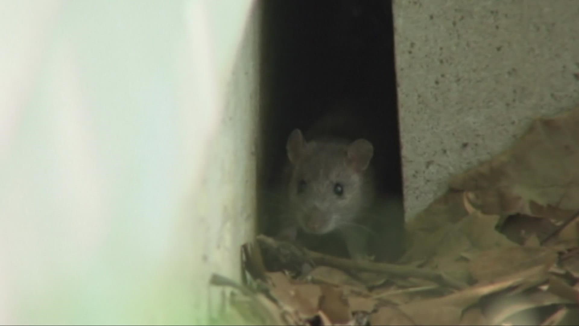 The Cleveland Department of Public Health says it is doing double the work than in years past just to keep the rats under control.
