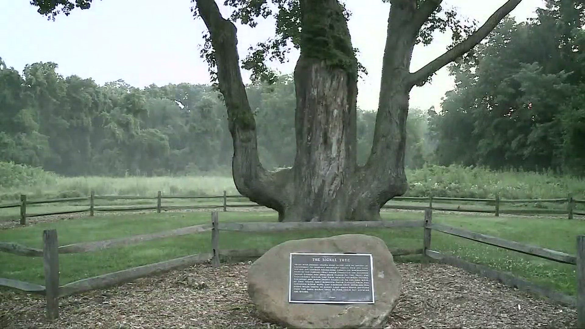 Get to know Akron's 'Signal Tree'