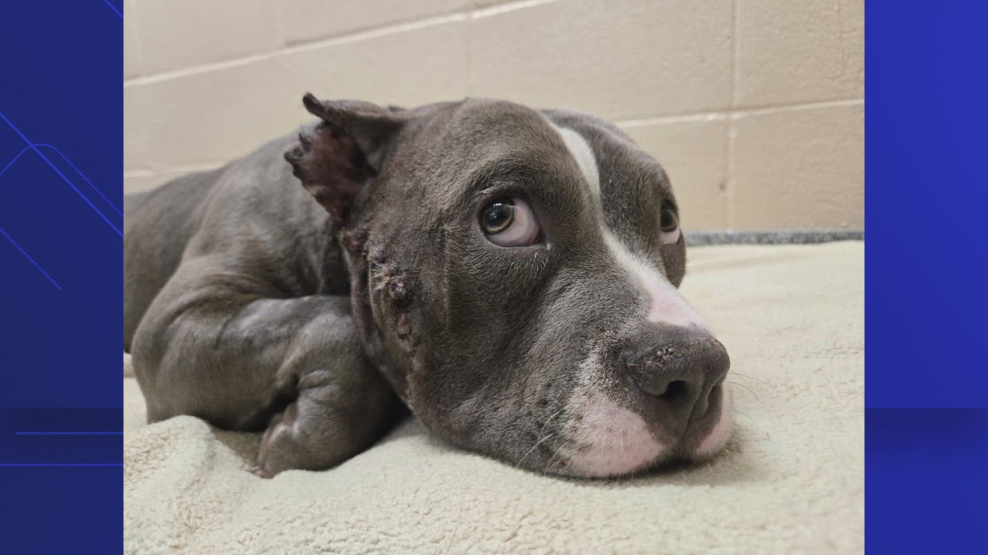 On Monday morning, Perkins Police arrested Terry Thomas on felony charges of animal cruelty.