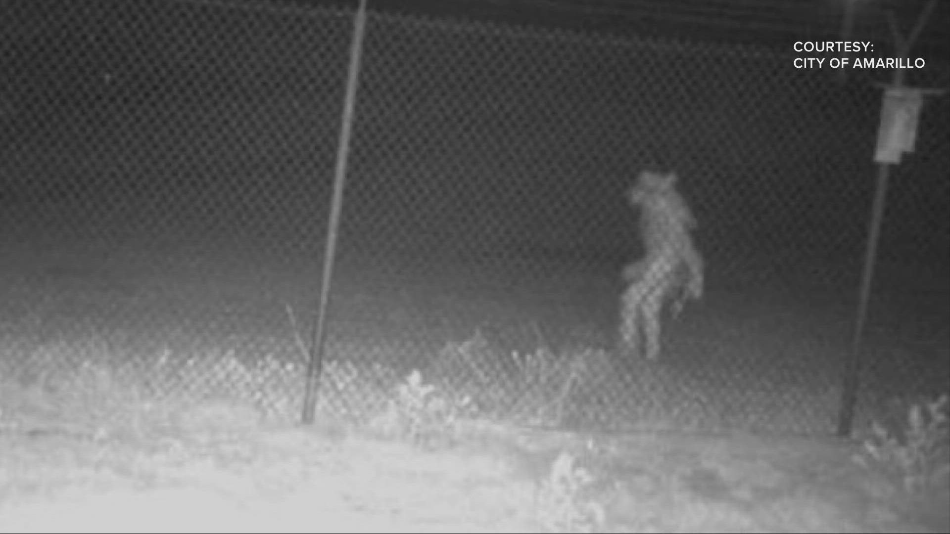 The City of Amarillo took to Facebook to ask if anyone could identify the creature in the "strange image."