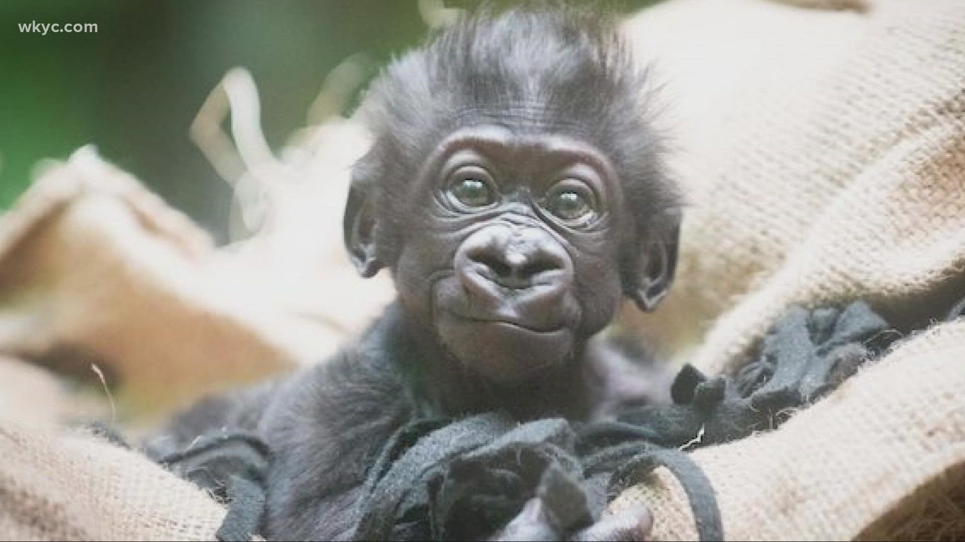 The Cleveland Metroparks Zoo needs your help in picking the name for their baby gorilla.