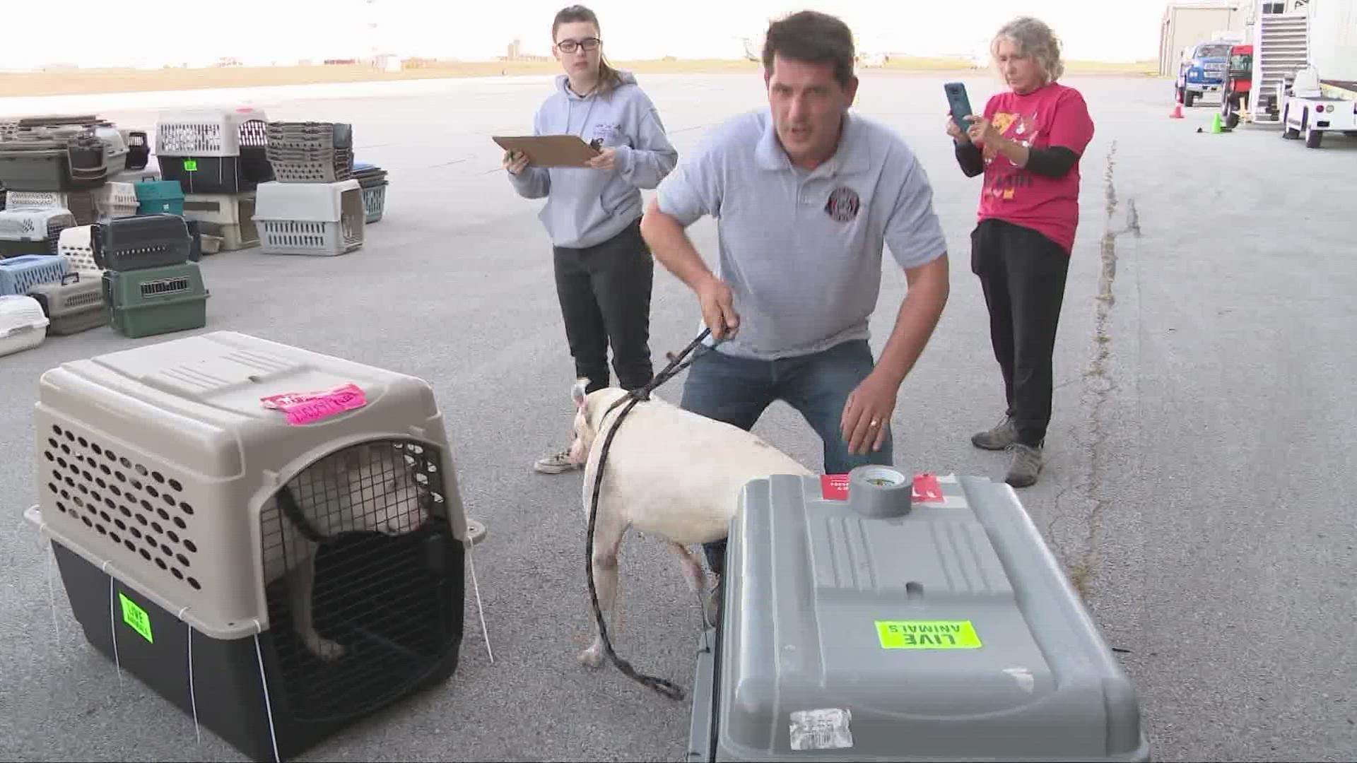 Shelters in Florida are bracing for an influx of displaced animals as rescue efforts continue.
