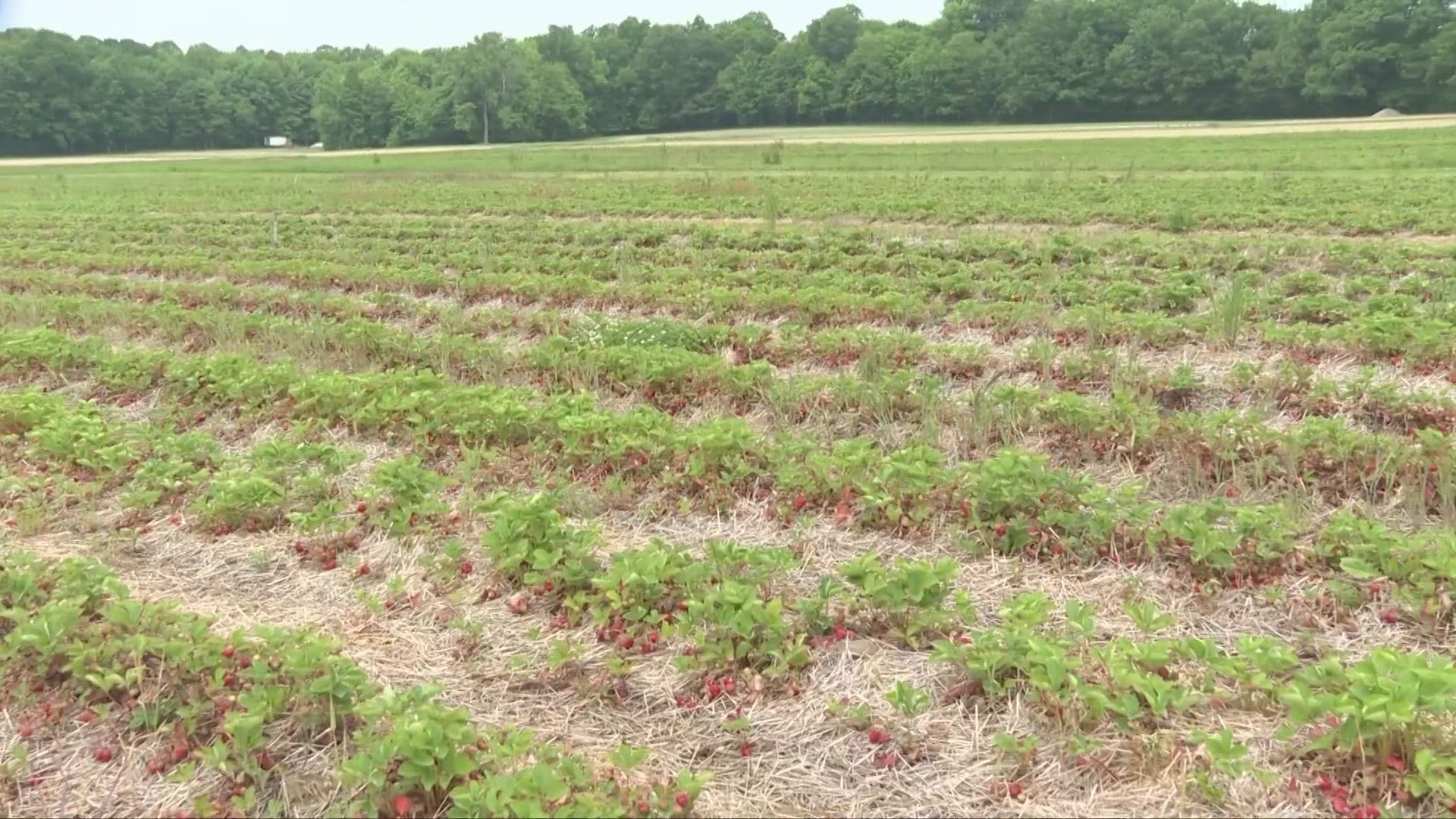 After more than 20 days of no rain here in Northeast Ohio, farmers are breathing a sigh of relief.  The skies opened up yesterday to break the dry spell.