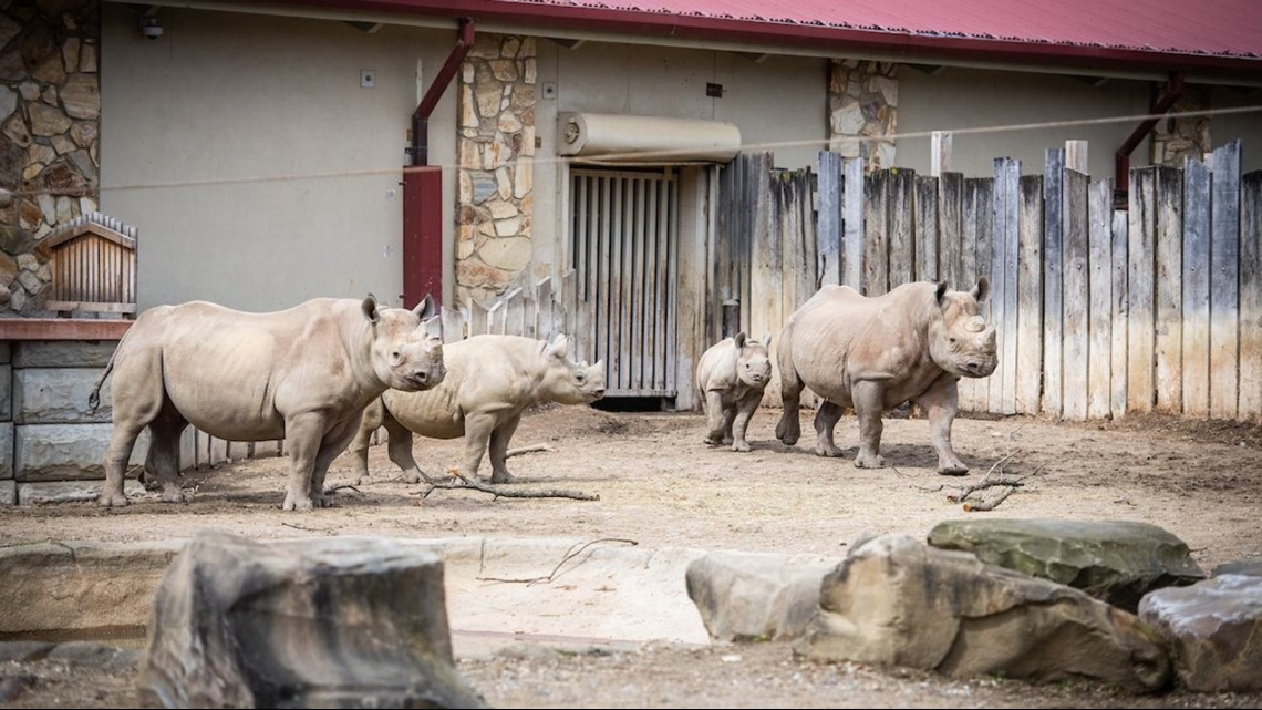 Cleveland Metroparks Zoo to expand rhinoceros habitat with Daniel Maltz