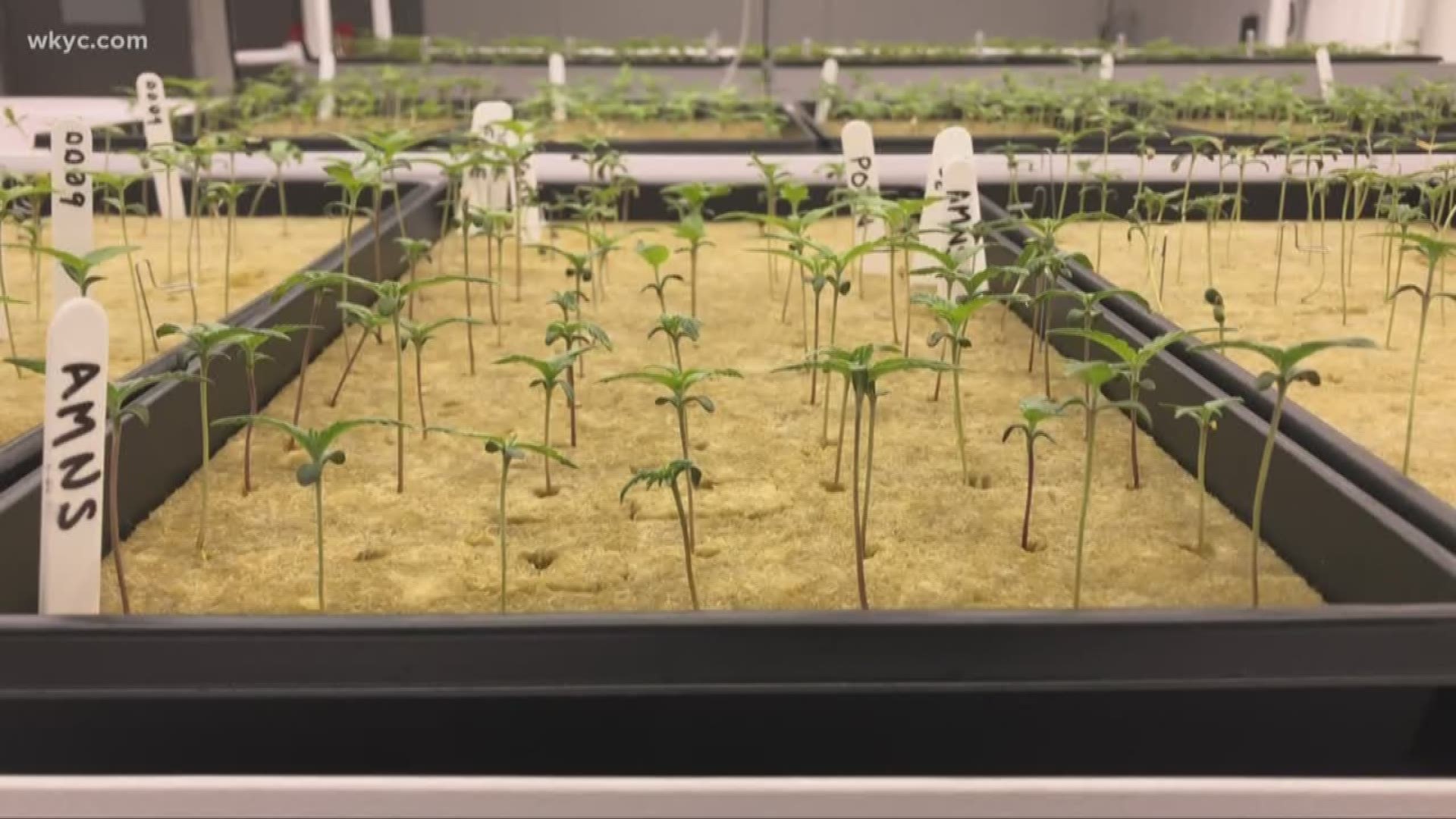 First medicinal marijuana plants in Eastlake growing well 