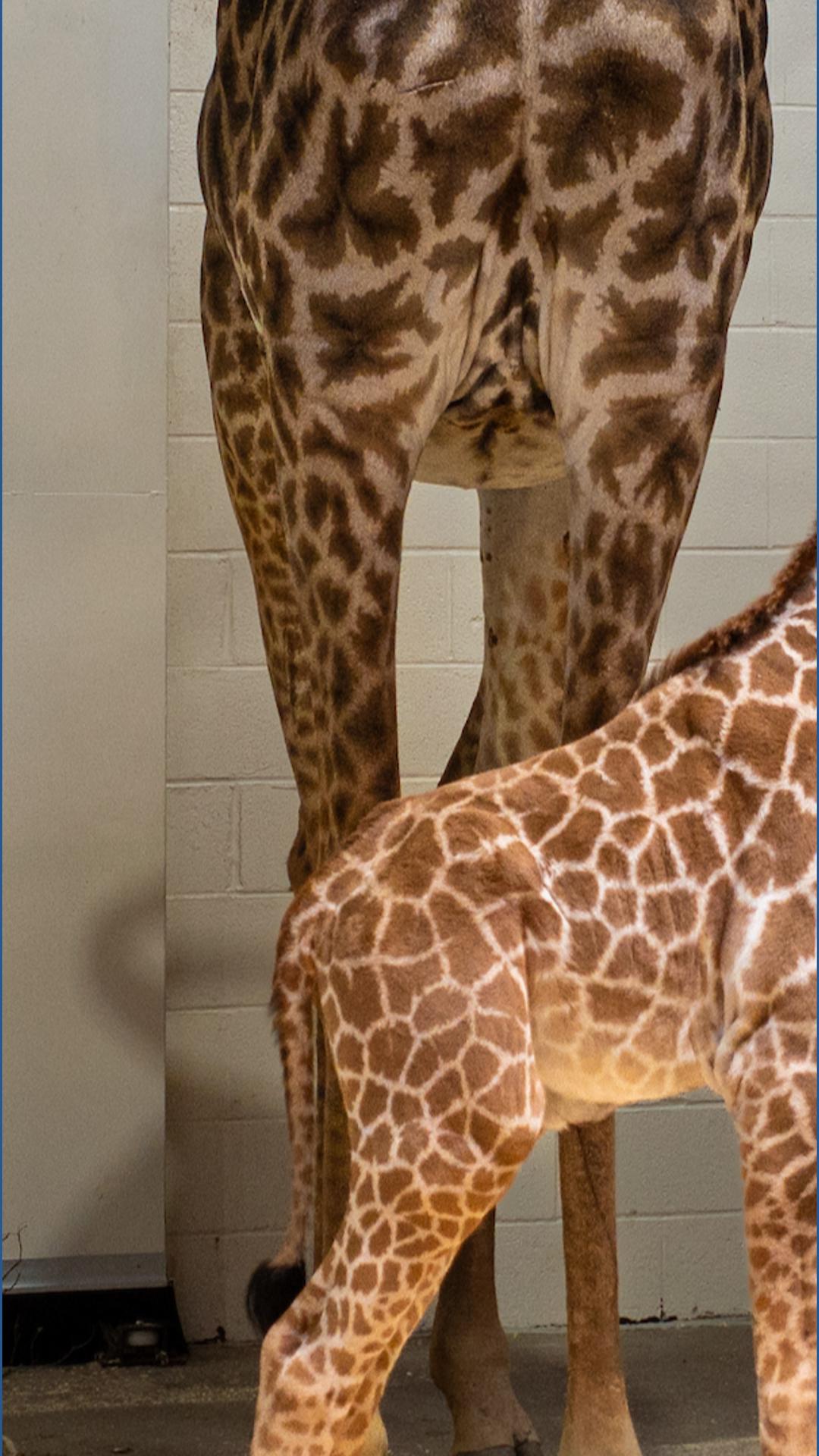 Newborn giraffe to make debut at Cleveland Metroparks Zoo | wkyc.com