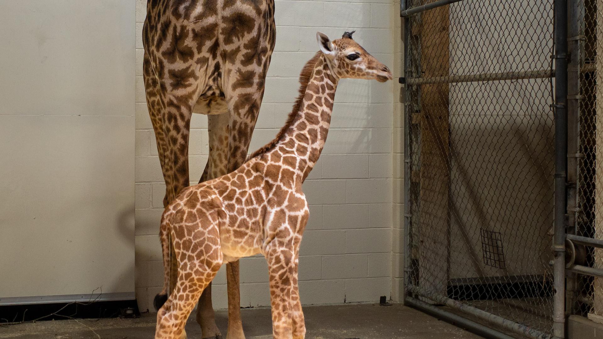 Newborn giraffe to make debut at Cleveland Metroparks Zoo | wkyc.com
