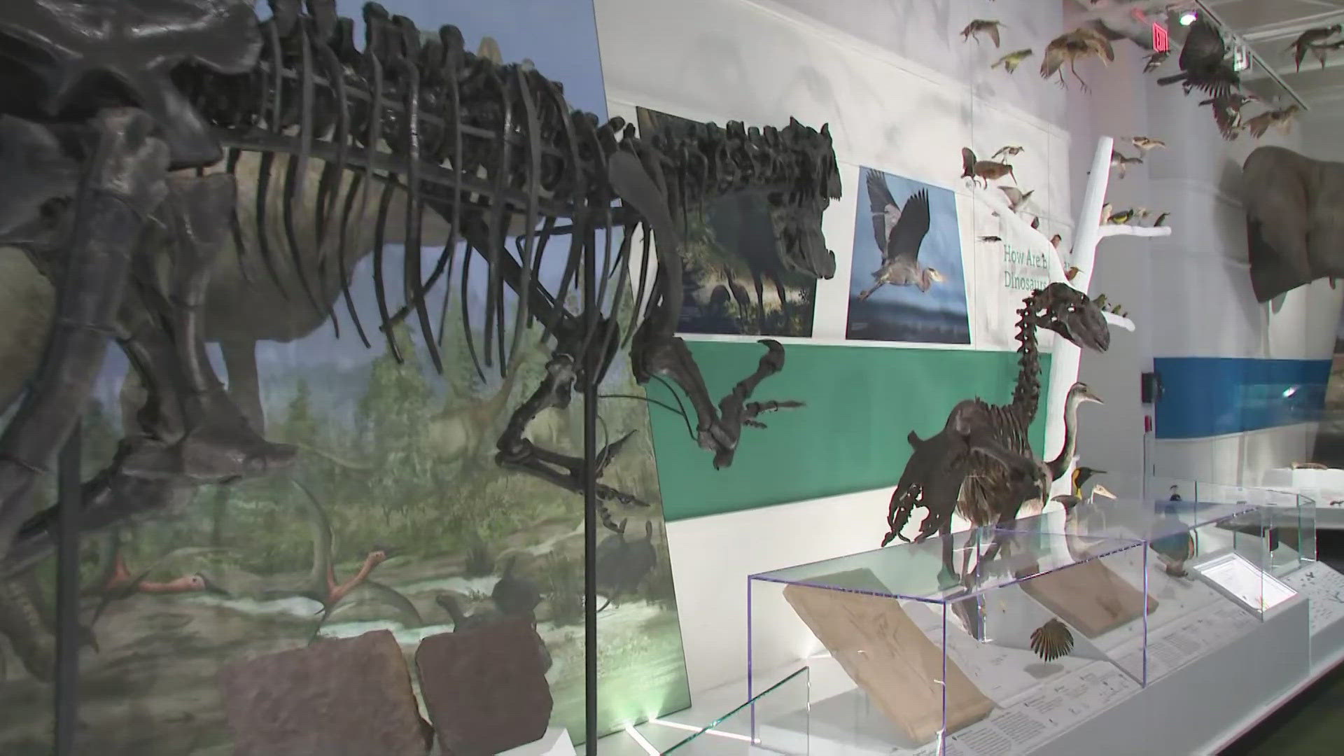 Cleveland Museum of Natural History transformation project: See