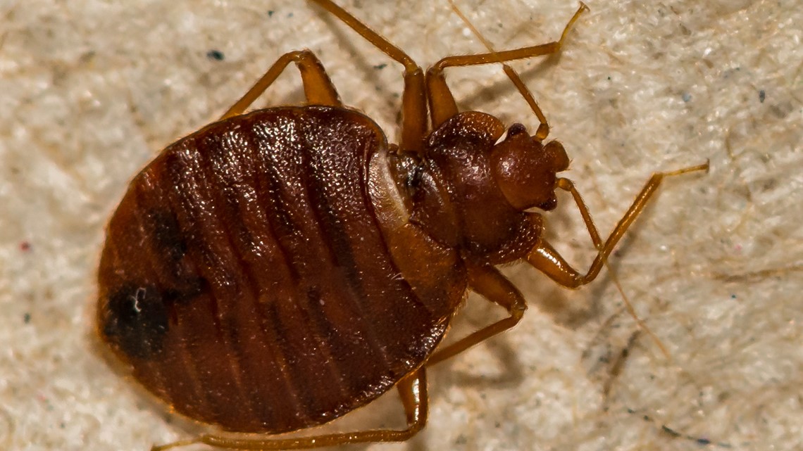 9 Items For Preventing Bed Bugs While Traveling That Will Help Protect You  & Your Belonging